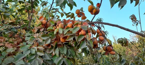 رویداد خبري آژانس
