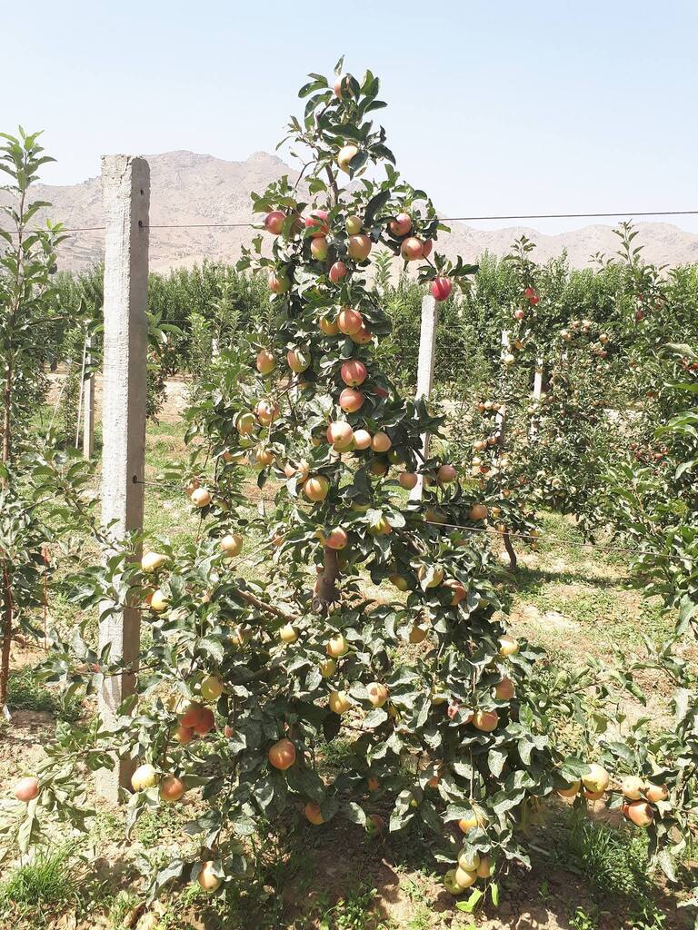 رویداد خبري آژانس
