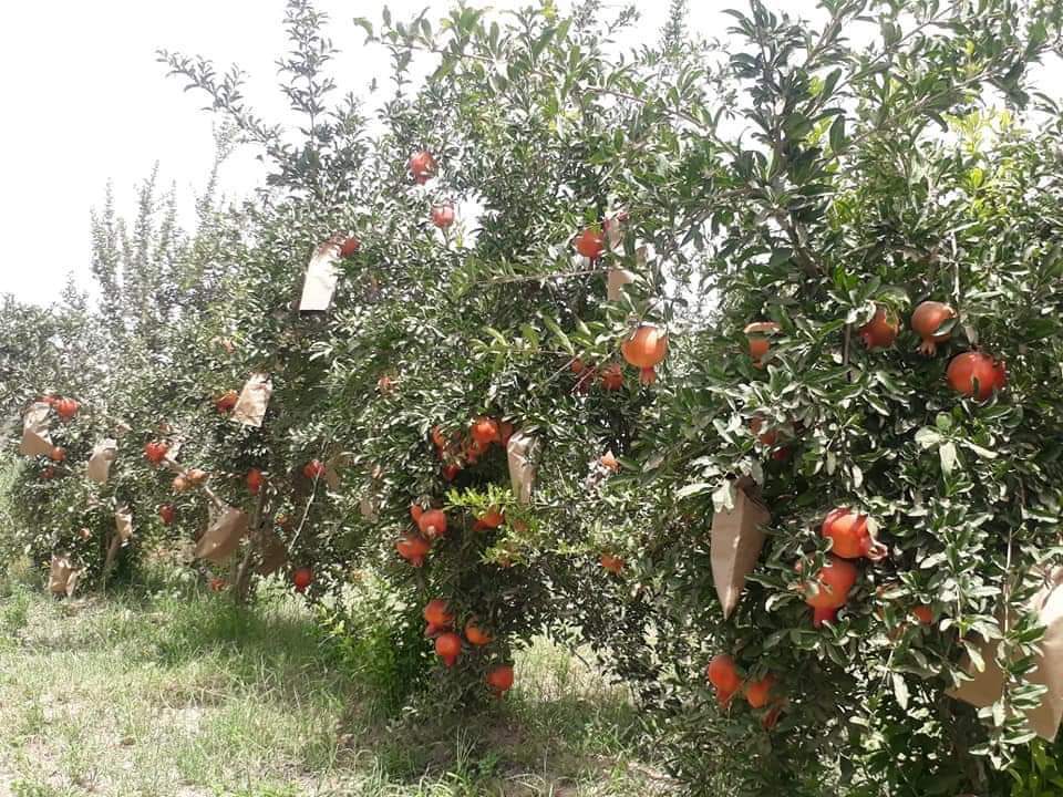 رویداد خبري آژانس