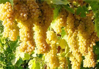 رویداد خبري آژانس
