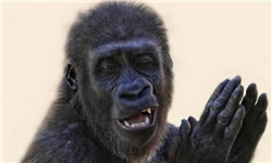 رویداد خبري آژانس