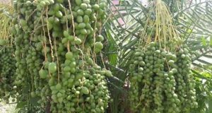 رویداد خبري آژانس