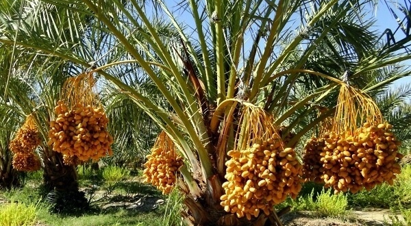 رویداد خبري آژانس