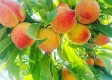 رویداد خبري آژانس