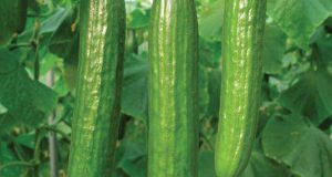 رویداد خبري آژانس