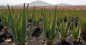 رویداد خبري آژانس