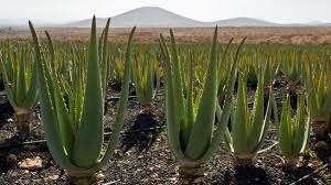 رویداد خبري آژانس