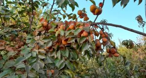 رویداد خبري آژانس