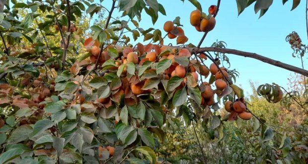 رویداد خبري آژانس