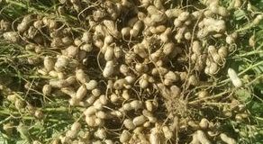 رویداد خبري آژانس