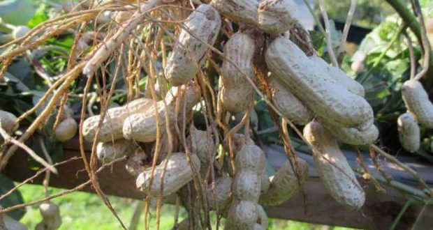 رویداد خبري آژانس