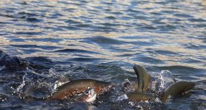 رویداد خبري آژانس