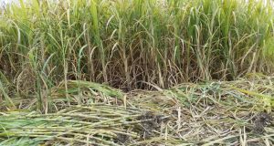 رویداد خبري آژانس