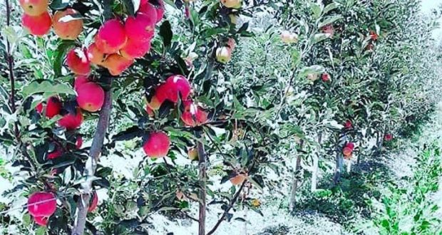 رویداد خبري آژانس