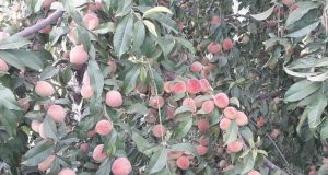 رویداد خبري آژانس