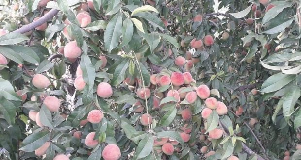 رویداد خبري آژانس