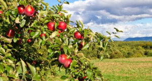 رویداد خبري آژانس