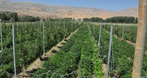 رویداد خبري آژانس