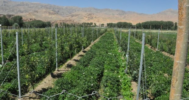 رویداد خبري آژانس