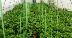 رویداد خبري آژانس