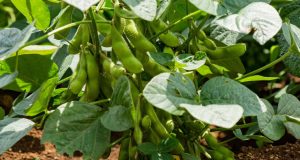 رویداد خبري آژانس