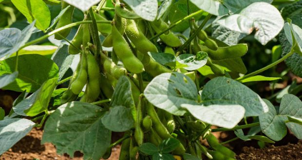 رویداد خبري آژانس