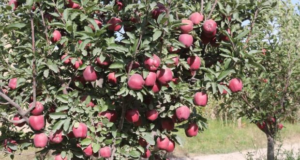 رویداد خبري آژانس