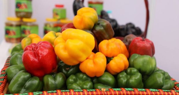 کرنې وزارت: تېرکال په هېواد کې د مرچو ۲۵۰۰ ټنه حاصلات را ټول شوي