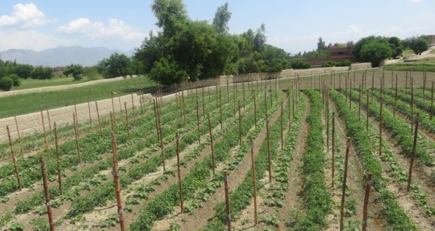 رویداد خبري آژانس