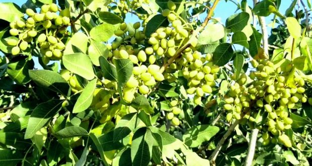 رویداد خبري آژانس