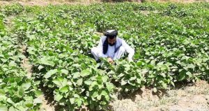 رویداد خبري آژانس