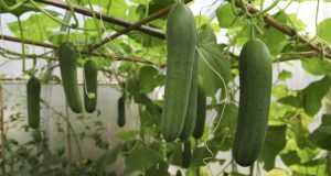 رویداد خبري آژانس