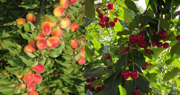 رویداد خبري آژانس