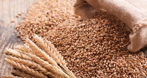 گندم
