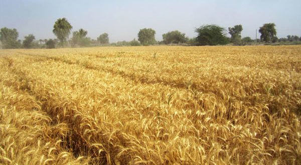 کشتزار گندم